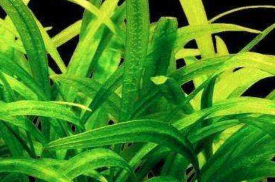 皇冠草如何在鱼缸种植