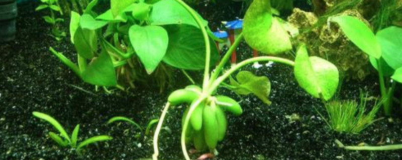 皇冠草叶子发黄如何办