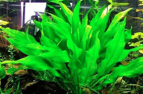 皇冠草叶子发黄如何办