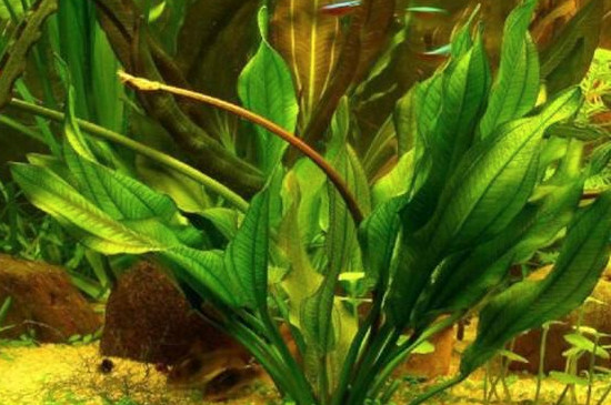 皇冠草叶子发黄如何办