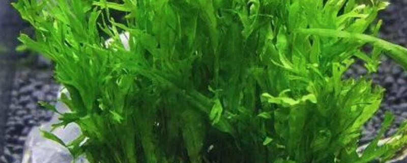 皇冠草如何在鱼缸固定