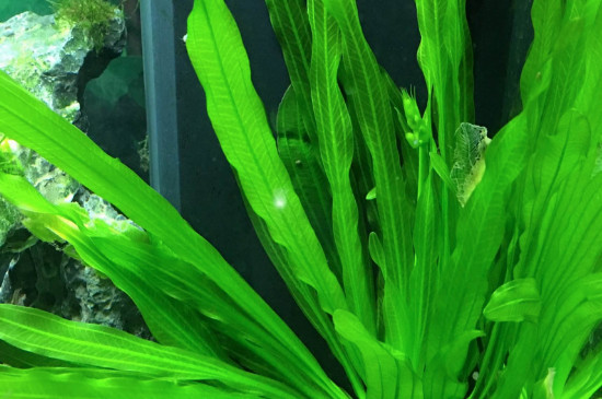 皇冠草如何在鱼缸固定