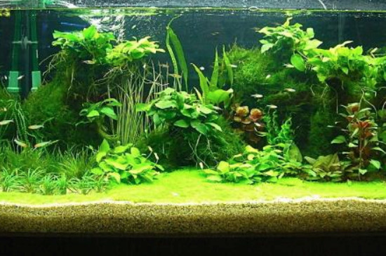 皇冠草如何在鱼缸固定