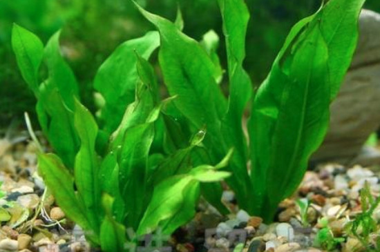 皇冠草如何在鱼缸固定