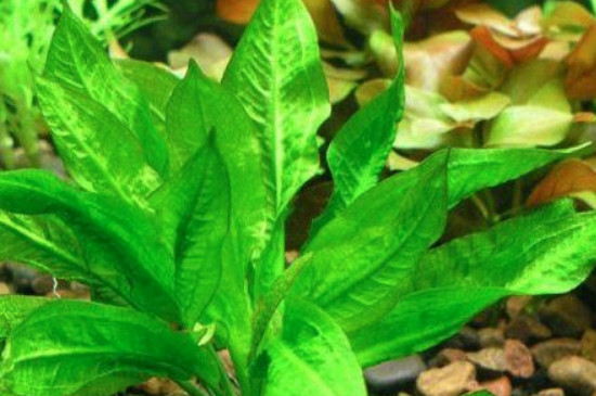 皇冠草的养殖办法