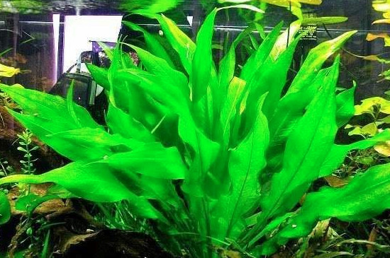 皇冠草的养殖办法