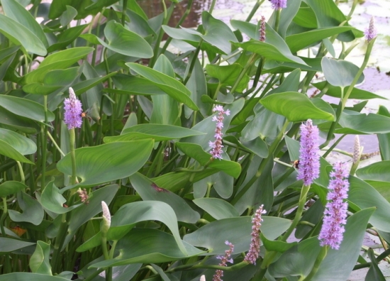 梭鱼草价格：单株价格在0.5—7元/棵，如大批量购买会更便宜