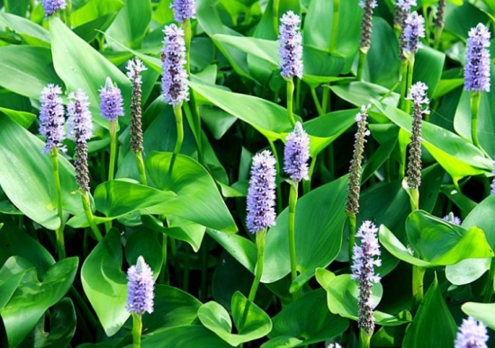 梭鱼草养殖办法：冬季必须实行越冬处理