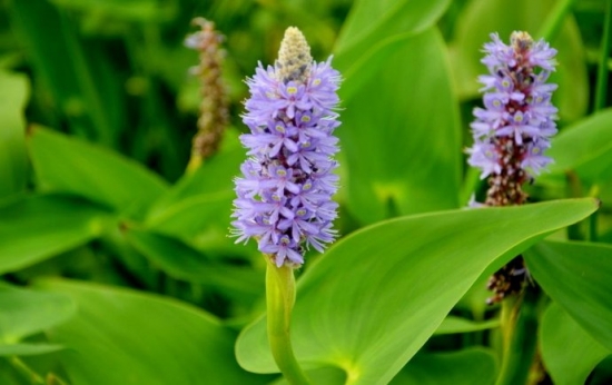 梭鱼草养殖办法：冬季必须实行越冬处理