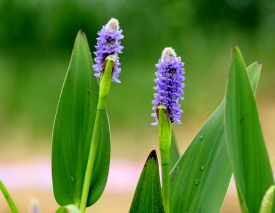 梭鱼草养殖办法：冬季必须实行越冬处理