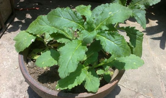 苦草的功效与作用：苦草的三种功效价值