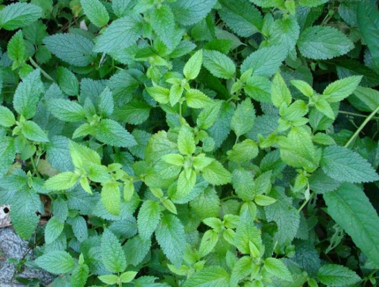 苦草的功效与作用：苦草的三种功效价值