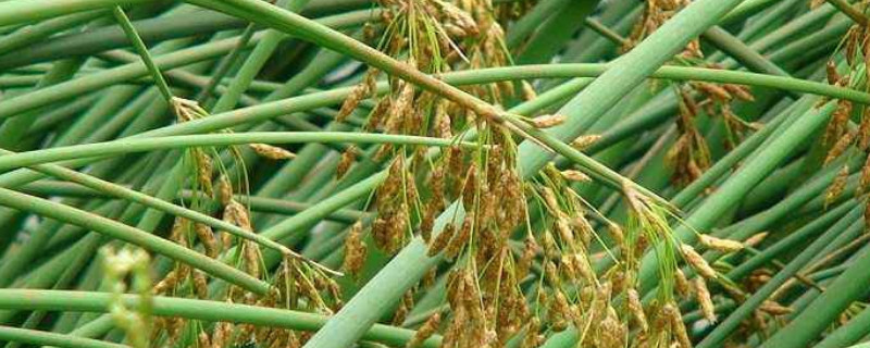 灯芯草如何做枕头