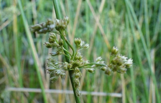 灯心草别名：灯芯草也叫水灯花，是多年生草本水生植物