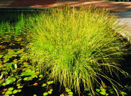 灯心草有什么作用：利水通淋，清心降火