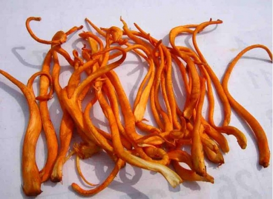 蛹虫草的价格：平均价在500元/公斤左右