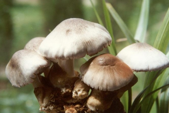 草菇的种植：喜高温、高湿的环境