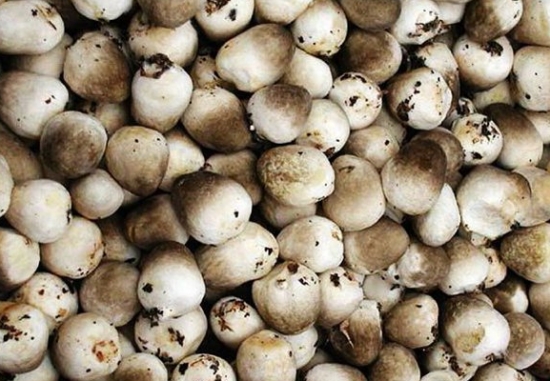 草菇的种植：喜高温、高湿的环境