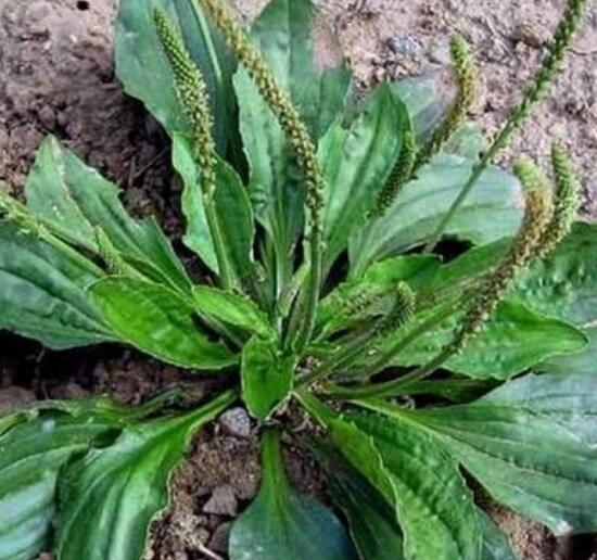 新鲜车前草如何泡水喝，煮水简单效果好