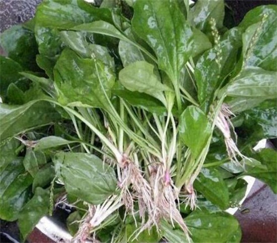 新鲜车前草如何泡水喝，煮水简单效果好