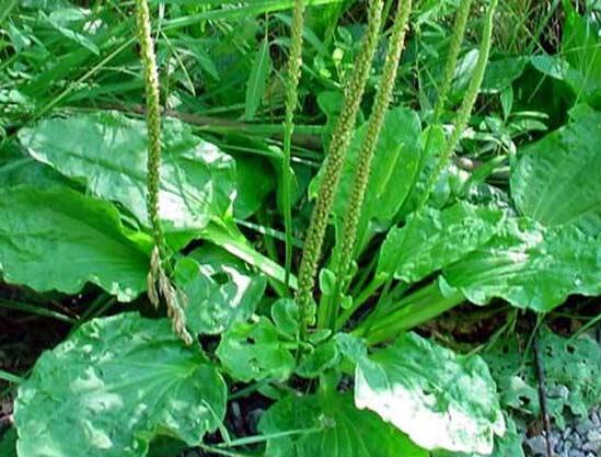 新鲜车前草如何泡水喝，煮水简单效果好