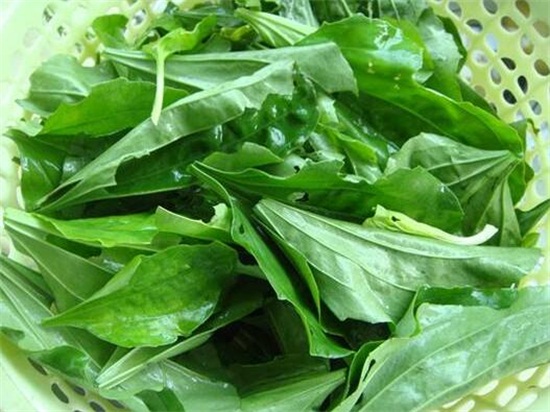 新鲜车前草如何泡水喝，煮水简单效果好
