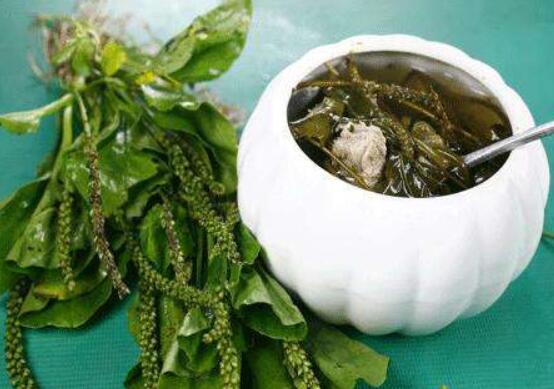 车前草如何吃最好，十种最好吃的车前草做法