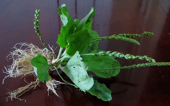 车前草的副作用：会导致虚滑精气不固者胃肠功能紊乱