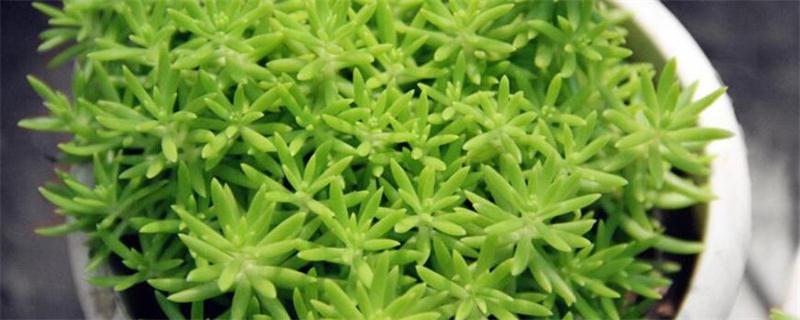 佛甲草的养殖办法和留意事项