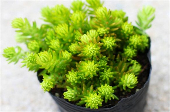 佛甲草的养殖办法和留意事项