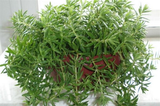 佛甲草的养殖办法和留意事项