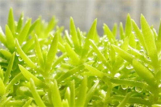 佛甲草的养殖办法和留意事项