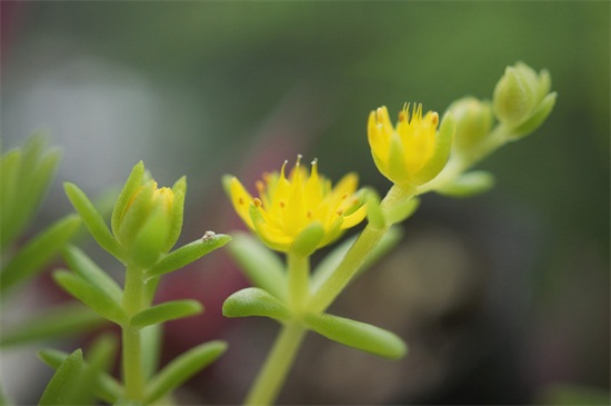 佛甲草的养殖办法和留意事项