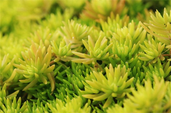 佛甲草的养殖办法和留意事项