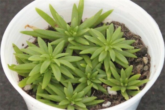 佛甲草种植办法，6个步骤教你养爆盆