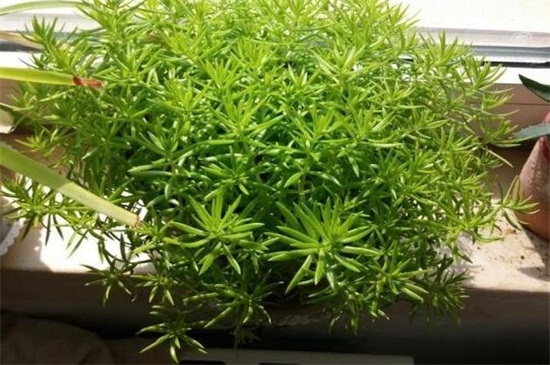 佛甲草种植办法，6个步骤教你养爆盆