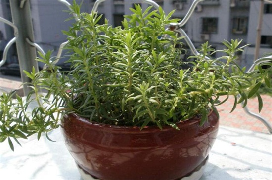 佛甲草种植办法，6个步骤教你养爆盆