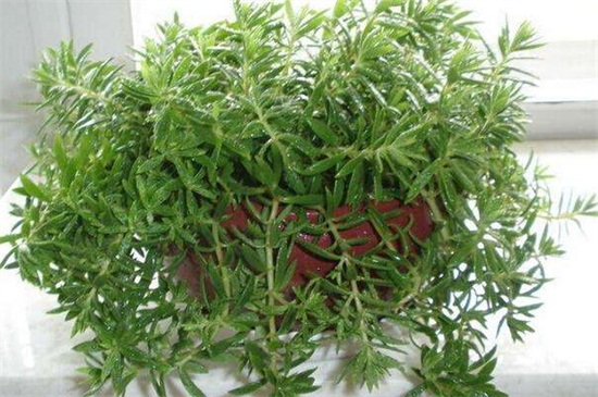 佛甲草种植办法，6个步骤教你养爆盆