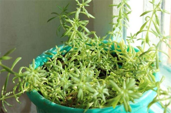 佛甲草种植办法，6个步骤教你养爆盆