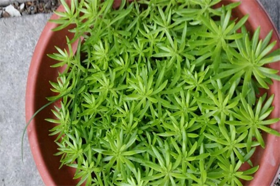 佛甲草一公斤多少钱，大约3～10元/一公斤