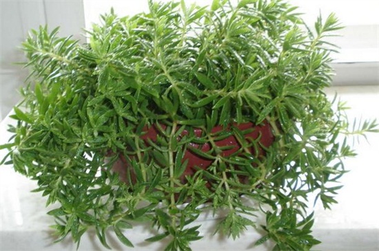 佛甲草一公斤多少钱，大约3～10元/一公斤