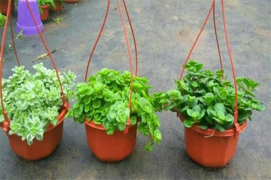 佛甲草一公斤多少钱，大约3～10元/一公斤