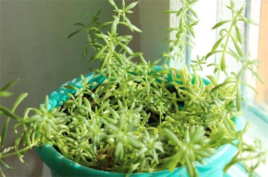 佛甲草一公斤多少钱，大约3～10元/一公斤