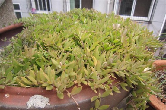 佛甲草一公斤多少钱，大约3～10元/一公斤