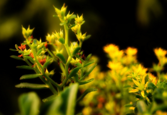 佛甲草的价格：根据株高及冠幅决定价格