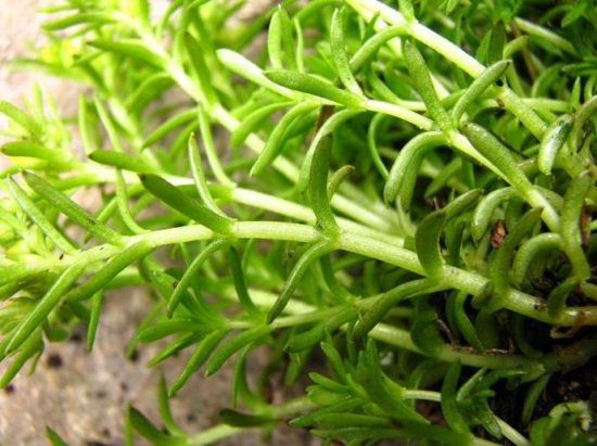 佛甲草的养殖办法：要求保持土壤湿润