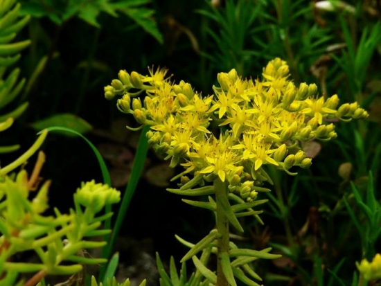 佛甲草的养殖办法：要求保持土壤湿润