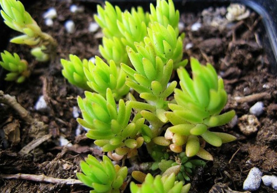 佛甲草如何种：用分株和扦插法