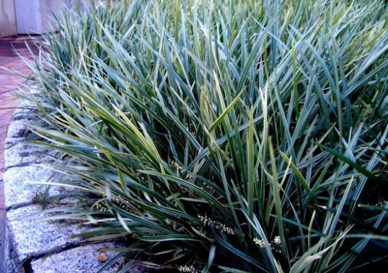 丽蚌草的养殖办法：爱凉爽湿润气候，喜阳也耐阴，忌酷暑