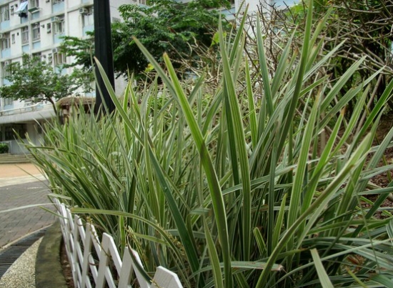 丽蚌草的养殖办法：爱凉爽湿润气候，喜阳也耐阴，忌酷暑